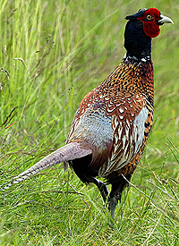 pheasant